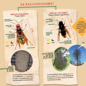 Reconnaitre le frelon asiatique et son nid